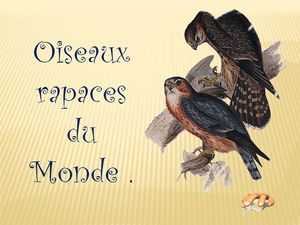 oiseaux_rapaces_du_monde_p_sangarde