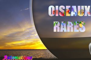 oiseaux_rares_chantha