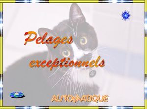 pelages_exceptionnels_chantha