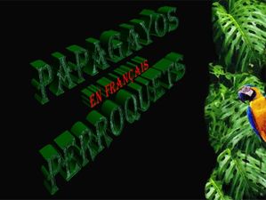 perroquets