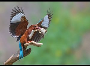 photographies_d_oiseaux_by_ibolit