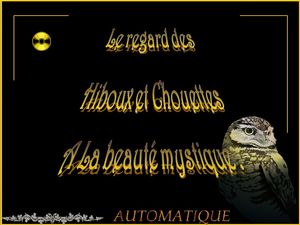 regards_hiboux_et_chouettes_chantha