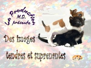 tendres_et_surprenantes_p_sangarde
