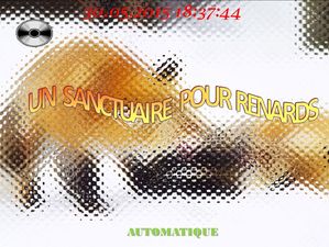 un_sanctuaire_pour_renards_chantha