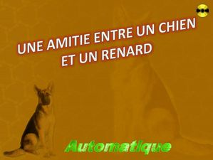 une_amitie_entre_un_chien_et_un_renard_chantha