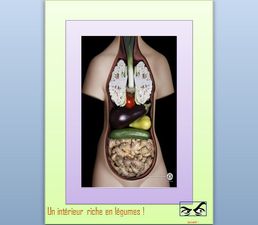 animales