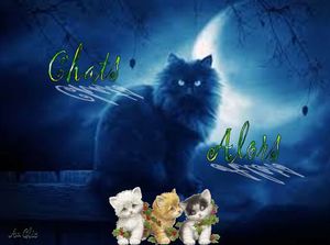 chats_alors_dede_51