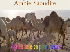 ferme_en_plein_desert