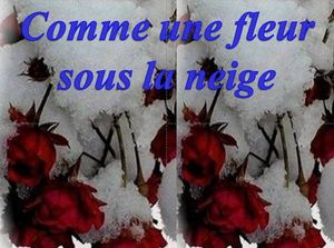 comme_une_fleur_sous_la_neige_frank_michael