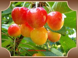 le_temps_des_cerises_papiniel