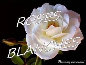 roses__blanches_de_jack