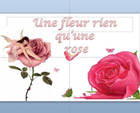 une_fleur_rien_qu_une_rose