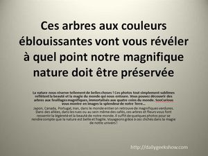 arbres_eblouissants