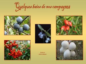 baies_de_nos_campagnes_papiniel