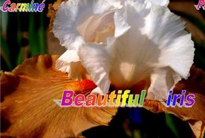 beautiful_iris