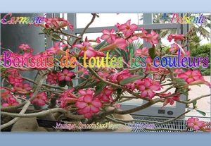 bonsais_de_toutes_les_couleurs