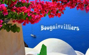 bougainvilliers_mimi_40