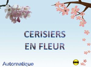 cerisiers_en_fleur_chantha