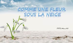 comme_une_fleur_sous_la_neige_mimi_40