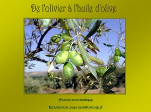 de_l_olivier_a_l_huile_d_olive_papiniel