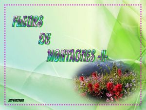 fleurs_de_montagnes_2_dede_51