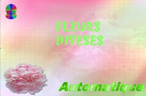 fleurs_diverses_chantha