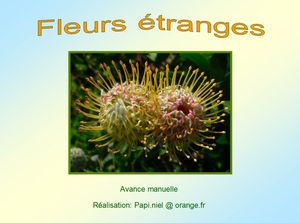 fleurs_etranges_papiniel