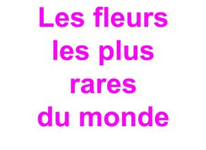 fleurs_merveilles_de_la_nature