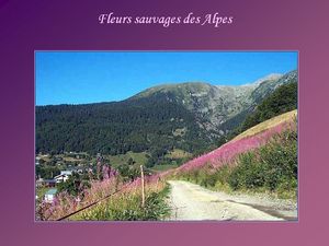 fleurs_sauvages_des_alpes_papiniel