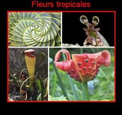 fleurs_tropicales