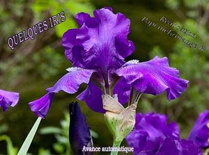 iris_papiniel