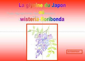 japon_les_glycines