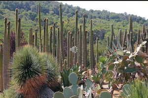 jardin_botanic_de_pinya_de_rosa_espagne