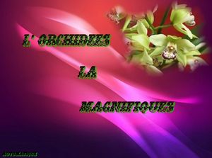 l_orchidees_la_magnifiques