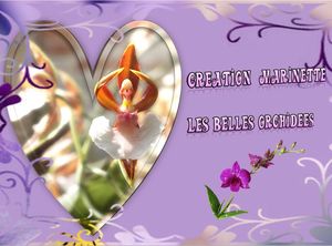 la_beaute_de_l_orchidee_marinette