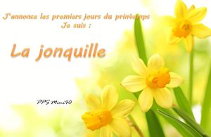 la_jonquille_mimi_40