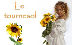 le_tournesol_mimi_40