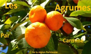 les_agrumes