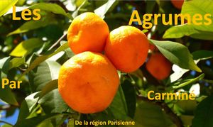 les_agrumes