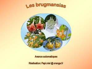 les_brugmansias_papiniel