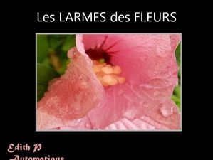 les_larmes_des_fleurs_edith_p