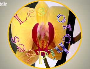 les_orchidees