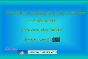 les_plantes_exotiques_du_bord_de_mer_marinette