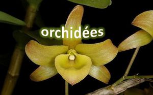 orchidees_fm64