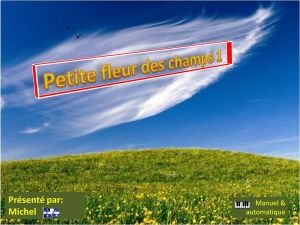 petite_fleur_des_champs_1_michel