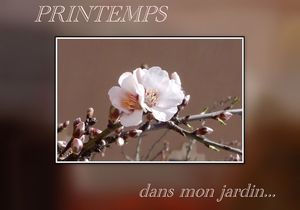 printemps_dans_mon_jardin_edith_p