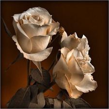 roses_de_corfou