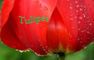 tulipes_1_mimi_40