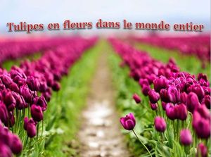 tulipes_en_fleurs_dans_le_monde_entier_pancho