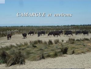 camargue_et_environs_2014